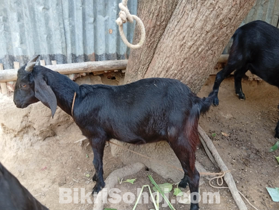 সুন্দর কোরবানির ছাগল বিক্রি হবে